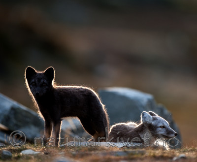 BB 13 0137 / Vulpes lagopus / Fjellrev